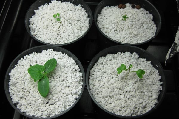 خاک پرلیت در کشاورزی